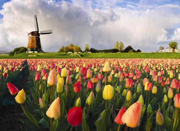 Land of Tulips